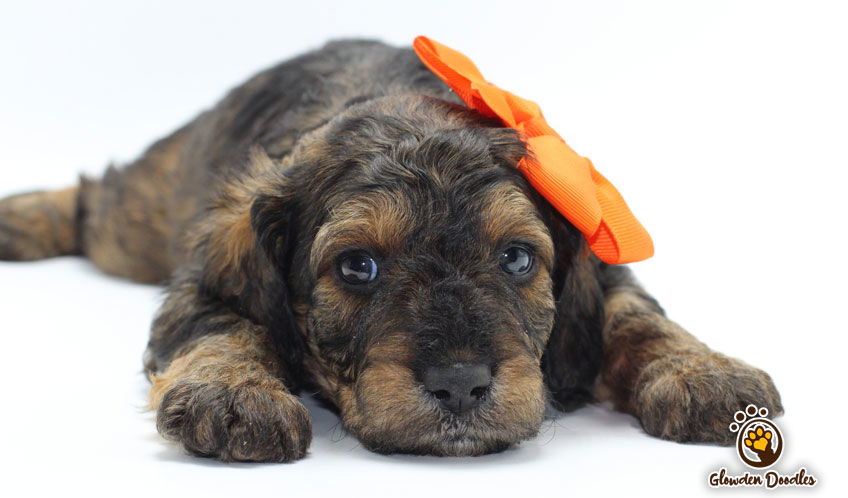 goldendoodle puppies idaho