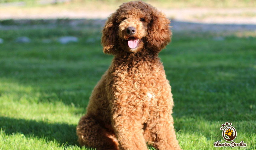 Goldendoodle puppies idaho