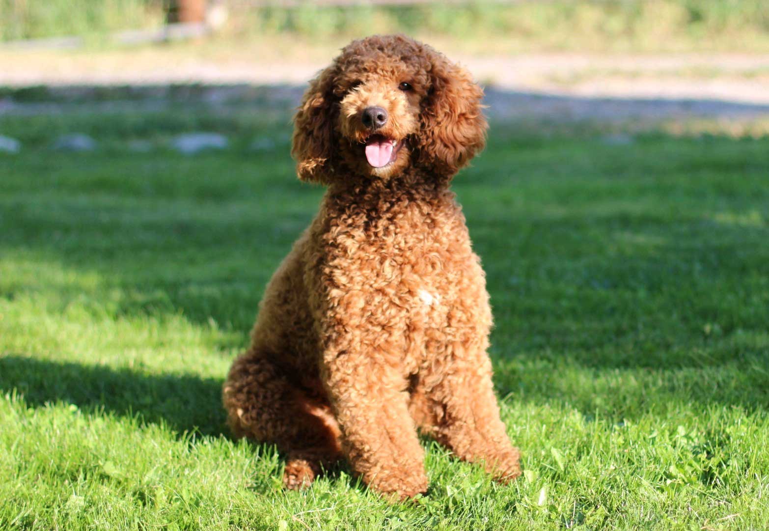 goldendoodles puppies near me