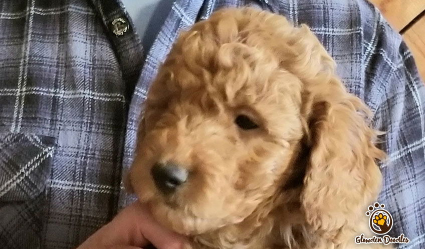 goldendoodle boy boise idaho