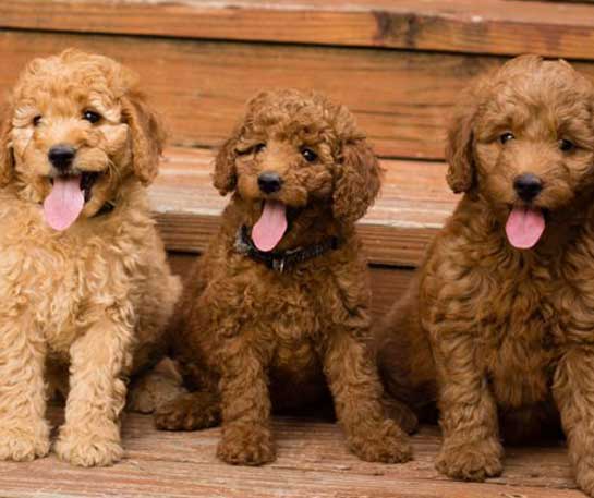 goldendoodles puppies for sale