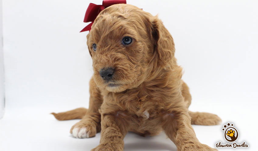 goldendoodle puppies idaho