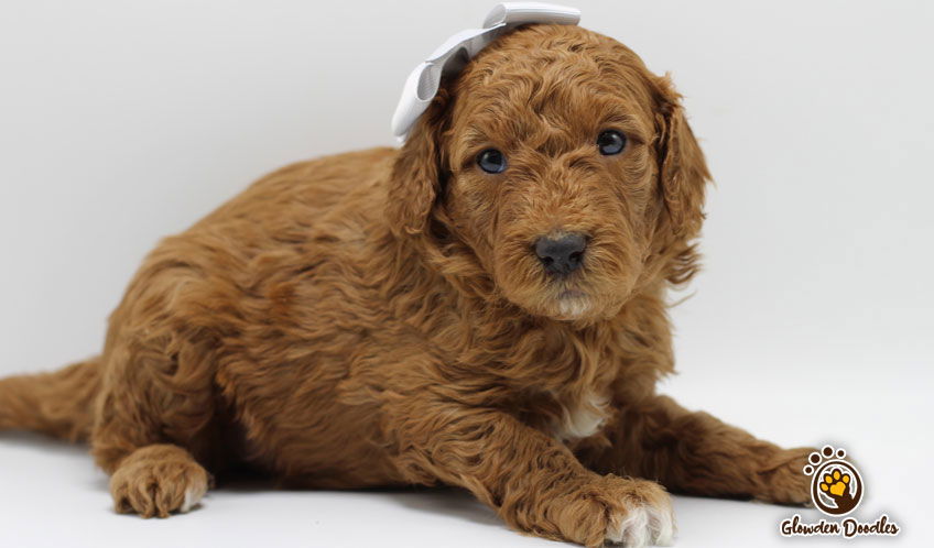 Goldendoodle Seattle WA